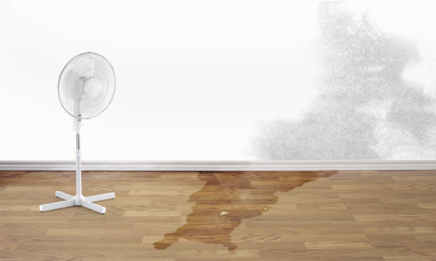 Best Carpet water damage restoration  in Sheridan, AR